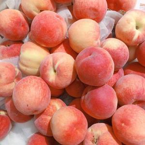 日本中文字幕在线观看
