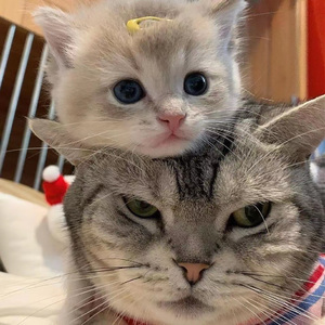 久久久特黄aⅴ片免费观看
