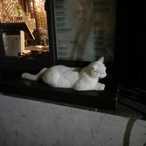 高圆圆做爰高潮AI换脸
