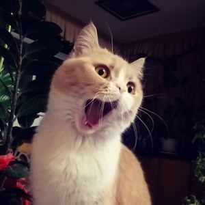 色肉色轮交AV色肉色轮金牛
